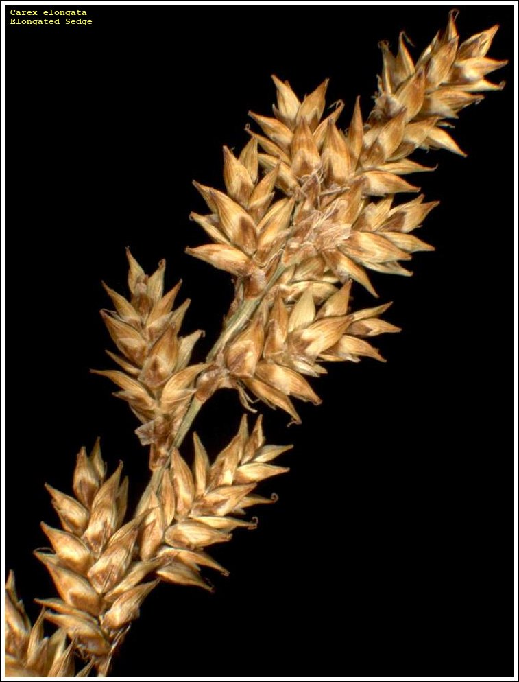 Carex elongata